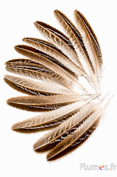 Feldfasan - 14-18 cm - natur